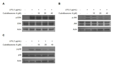 Effects of cudraflavanone A on ERK, JNK, and p38 MAPK phosphorylation and protein expression. Cells were pre-treated for 3 h with the indicated concentrations of cudraflavone D and stimulated for 30 min with LPS (1 μg/mL) (A, B, and C). The levels of (A) phosphorylated-ERK (p-ERK), (B) phosphorylated-JNK (p-JNK), and (C) phosphorylated-p38 MAPK (p-p38 MAPK) were determined by Western blotting. Representative blots from three independent experiments with similar results and densitometric evaluations are shown