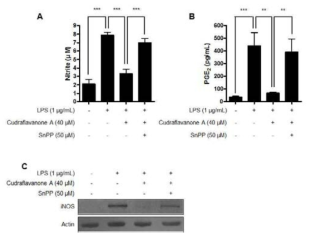 Effect of SnPP on the inhibitory actions of cudraflavanone A on the production and expression of nitrite (A), PGE2 (B), and iNOS protein (C). Cells were pre-treated with 50 μM of SnPP and incubated with or without cudraflavanone A (40 μM) for 24 h. (A) Nitrite levels were determined using the Griess reaction. **p < 0.001. (B) PGE2 was quantified by ELISA. **p < 0.01 and ***p < 0.001. (C) Lysates were prepared from cells pre-treated with/without 50 μM SnPP for 1 h, 40 μM of cudraflavanone A for 3 h and then with LPS (1 μg/mL) for 24 h. iNOS protein expression was determined by Western blot analysis and representative blots from three independent experiments are shown