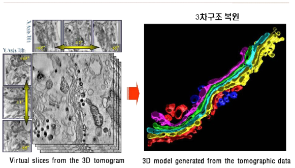 Structural recovery from electron tomography planned in this study