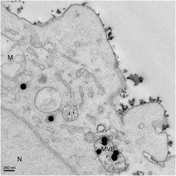 Localization of immuno-gold labelled GRS exosome. MHC II Ab were used in this study. Arrowheads inside MVB indicate the vesicles sized in 20-50nm. N: nucleus, M: mitochondria, MVB: multivesicular body