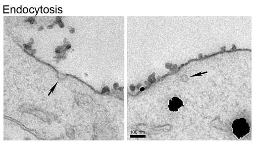 Suggestive evidence for the endocytosis of exosome