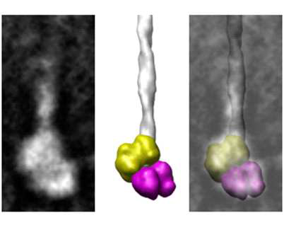 Atomic model fitting onto the averaged images determining molecular interactions of protein complex. Acknowledged in this research grant (Elliot et al., 2012, Structure)