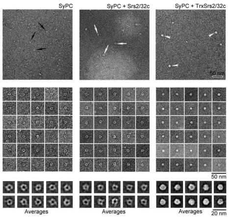 Test objects to clarify the use of Imagic 5 processing software for determining 3D structure of small protein complex likely multi-tRNA synthetase complex, major target of this study