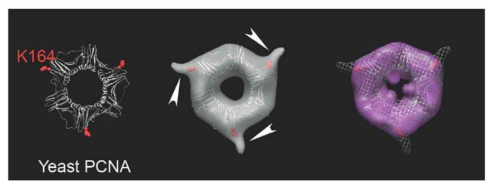 Comparative analysis of 3D structures taken from symmetry based reconstruction. Acknowledged in this research grant (Kim et al., 2012, J. Mol. Cell Biol)