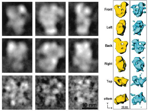 Previous data reconstruction showing multisynthetase complex processed from negative staining and cryo-EM. Images taken from Norcum & Boisset et al., 2002. Also see similar appearances from (Wolfe et al., 2005 JBC)