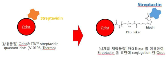 Immuno-EM용 anti-strep tag Qdot 제작. (좌) FRET용 상용화 물질 (우) PEG linker와 Strep-Tactin®을 결합한 Immuno-EM용 Qdot 제작 물질