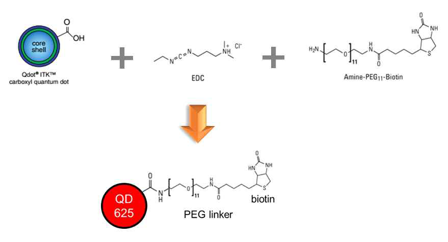Zero-crosslinker인 EDC를 이용한 카복실 양자점 표면의 비오틴 수식화