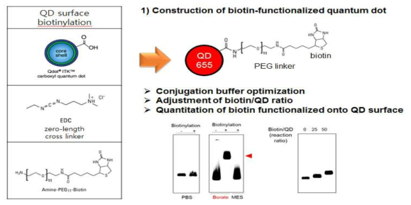 QDot 표면의 비오틴을 Conjugation 과정 및 연구결과, (아래 좌측 젤)비오틴 수식화 버퍼 조건 확인 gel shift assay (아래 우측젤) 비오틴 대 양자점 비율에 따른 gel shift assay