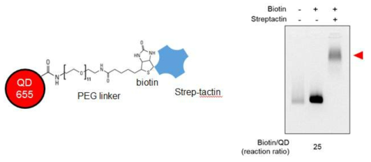 Strep-Tactin-Qdot Conjugation 과정 및 최종 접합체 확인 결과