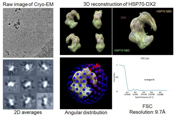 3D reconstruction of HSP70+DX2 (~ 100 kDa)