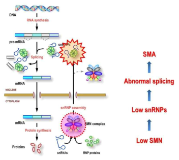 SMN 단백질의 감소가 척수성 근위축증의 발병원인. SMN은 gemin 단백질들과 복합체 형태인 SMN complex를 이뤄서 작용하고, pre-mRNA splicing의 주요 구성성분인 snRNP의 생성에서 결정적인 역할을 함. 척수성 근위축증 환자에서는 SMN 단백질의 양이 감소되어 있어서 snRNP의 양이 감소하게 되고 이는 비정상적인 splicing을 초래하게 되며, 종국에는 척수성 근위축증을 유발하는 것으로 생각됨