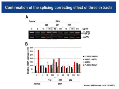 3개 유효추출물의 SMN 스플라이싱 개선효과 검증