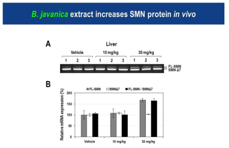 아담자 추출물을 SMA 마우스에 복강투여한 후 관찰된 SMN 스플라이싱 개선효과