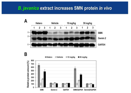 아담자 추출물을 SMA 마우스에 복강투여한 후 관찰된 SMN 단백질 증가