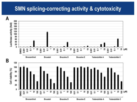 콰시노이드 단일화합물들의 SMN 스플라이싱 개선효능 및 세포독성