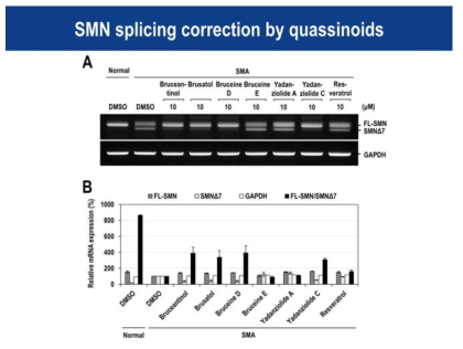 콰시노이드에 의한 SMN 스플라이싱 개선효능