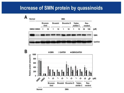 콰시노이드에 의한 SMN 단백질 증가효능