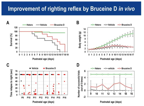 Bruceine D에 의한 SMA 마우스 생존 (A), 몸무게 (B), 근육기능 (C, D) 개선효과