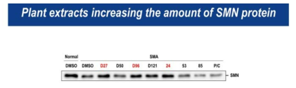 24, D27, D96 추출물에 처리에 의한 SMN 단백질의 증가