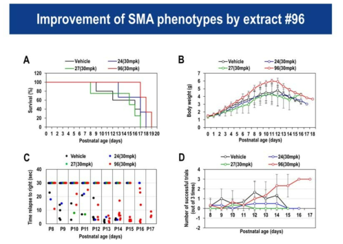 96번 추출물에 의한 SMA 마우스 생존 (A), 몸무게 (B), 근육기능 (C, D) 개선효과