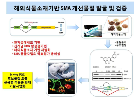 해외식물소재기반 척수성 근위축증 개선물질 발굴 및 검증에 대한 연구 흐름도