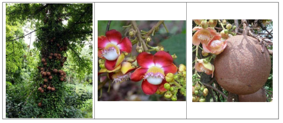 캐논볼나무(Couroupita guianensis)의 전경, 꽃, 열매