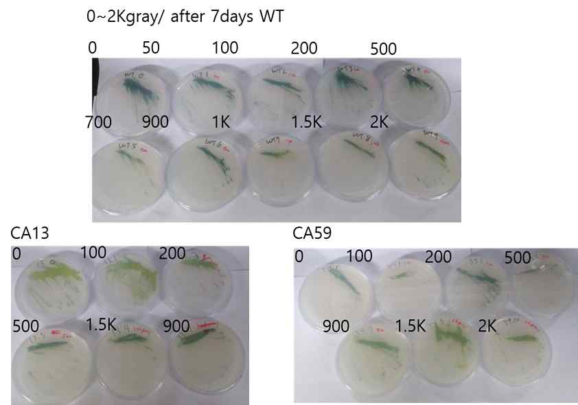 야생형인 C. vulgaris 에 대한 방사성 내성 및 돌연변이체인 CA13, 59번 샘플을 통한 방사성 내성
