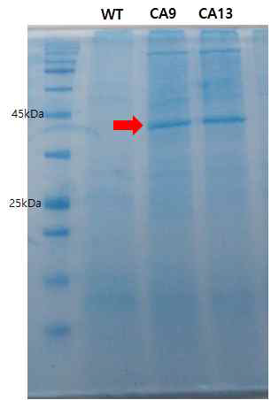 Whole protein SDS-PAGE gel 사진. lane 1은 Chlorella vulgaris WT, lane 2는 형질전환체 51개 중 CA9 형질전환체, lane 3는 형질전환체 중 CA13. 붉은 화살표는 약 43 KDa의 목적 밴드