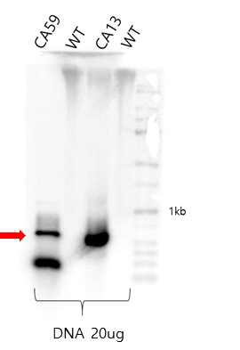 Southern blot 분석 결과. 샘플 중 59번 13번과 야생형을 통한 blot 결과. 빨간화살표는 목적 밴드로 약 800 kbase 사이즈