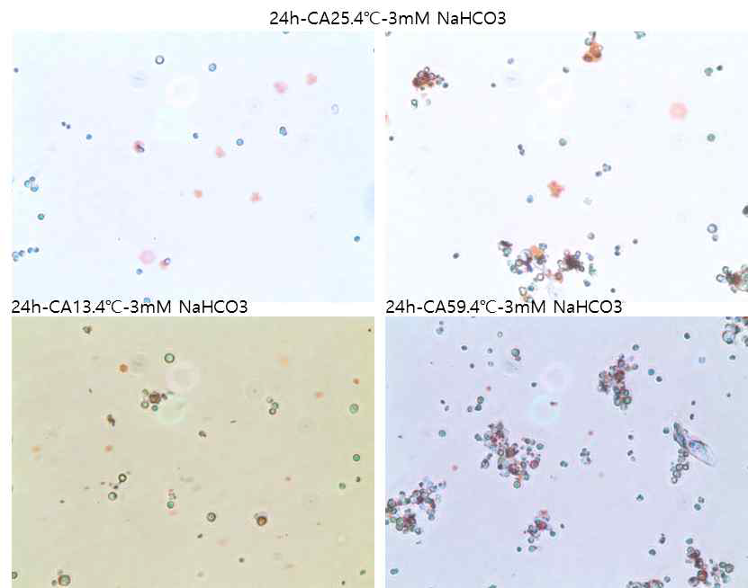 Carbonic anhydrase 도입된 돌연변이체의 4도에서 24h 후의 Sr 크리스탈 결정체