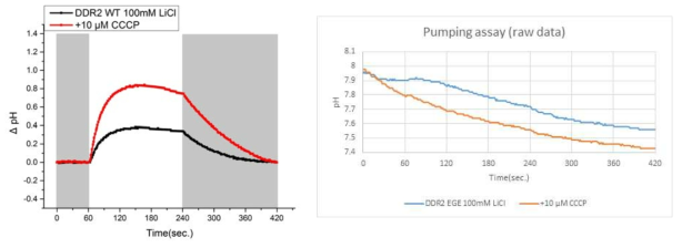 야생형 및 돌연변이체의 LiCl에서 Proton pumping assay