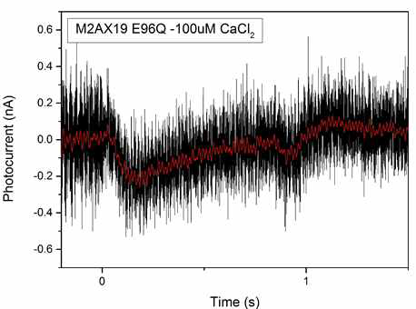 M2AX19-E96Q 돌연변이의 Photocurrent
