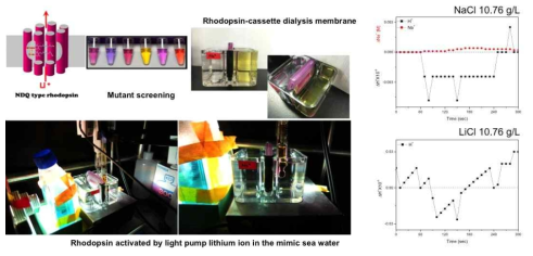 Cassette dialysis 막을 이용한 로돕신 박막 시스템과 이를 통한 Li, Na의 이동을 정량화