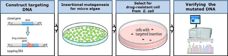 미세조류에서의 Insertional mutagenesis