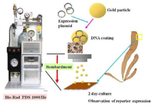 Gene gun을 이용한 gold particle bombardment. 출처:www.intechopen.com