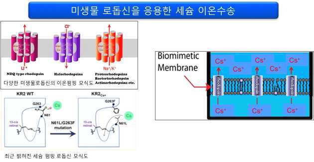 세슘을 펌핑하는 로돕신(돌연변이)를 이용한 해수에서의 세슘이온 포집 모델