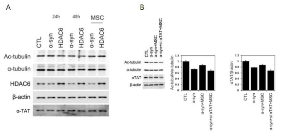 Tubulin 비활성 조절 단백인 HDAC6와 알파시누클린의 과발현 세포주에서 tubulin의 활성이 감소됨이 관찰됨. 중간엽 줄기세포를 이용하여 tubulin 활성 조절 기전을 규명함