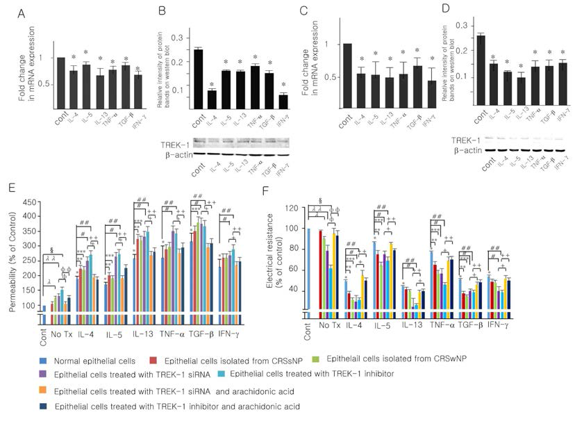 Real-time PCR (A, C) and Western blot analysis (B, D) of TREK-1 expression levels in cultured epithelial (A, B) and endothelial cells (C, D) after stimulation with IL-4, IL-5, IL-13, TNF-a, TGF-β1, and IFN-g (30 ng/ml), respectively, for 24 hours