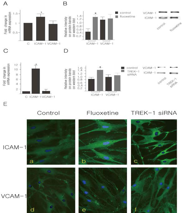 Real-time PCR (A, C) and Western blot analysis (B, D) for the expression of vascular adhesion molecules (ICAM-1, VCAM-1) in endothelia cells treated with TREK-1 inhibitor (5 uM) (A, B) or silenced with TREK-1 siRNA (C, D) respectively for 24 hours. Western blot panels in right side (B, D) indicate representative patterns for the expression of the ICAM-1 and VCAM-1 in endothelial cells. Results are expressed as means ± SDs. Data are representative of 6 individual experiments using 6 wells per condition in each experiment. * indicates significant difference between the untreated control cells and treated cells (P<.05). Panel E shows confocal microscopic findings of vascular adhesion molecules in nontreated control cells (a, d), in cells treated with TREK-1 inhibitor Fluoxetine (b, e), and in cells treated with TREK-1 siRNA (c, f)
