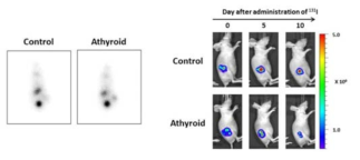 무갑상선 마우스 모델 내 방사성 동위원소 축척능 및 치료 효능 평가