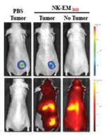 형광 표지 NK-EV 유사체의 종양 추적능 영상
