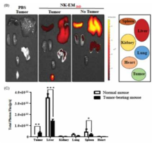 Ex vivo를 통한 형광 표지 NK-EV 유사체의 종양 추적능 평가