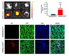 Ex vivo를 통한 IL4-receptor 추적 펩타이드를 활용한 EV 종양 추적능 평가