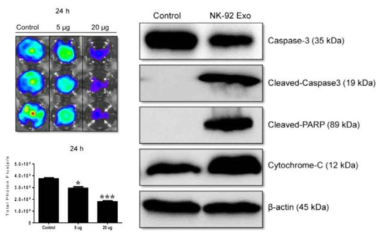 자연살해세포 유래 EV 처리를 통한 흑색종 apoptosis 평가