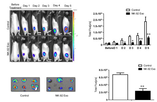 in vivo, Ex vivo를 통한 자연살해세포 유래 EV의 종양 치료능 평가