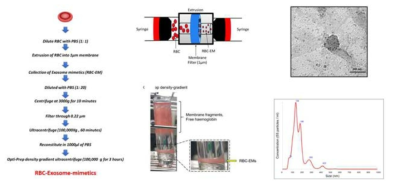 적혈구 유래 EV 유사체 제작 모식도
