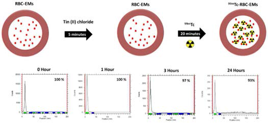 적혈구 유래 EV 유사체의 99mTc-pertechnetate 표지법 모식도 및 표지 안정성