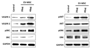 중간엽 줄기세포 유래 EV를 통한 혈관신생인자 및 대표적 신호전달 체계 평가