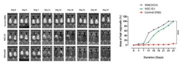 중간엽 줄기세포 유래 EV의 hair-regrowth 촉진 모니터링