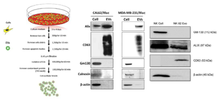 EV 추출 기법 및 특이적 마커 발현 평가